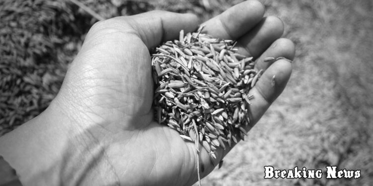 П’ять країн Євросоюзу вимагають запровадити імпортне мито на українське зерно: перелік і причини