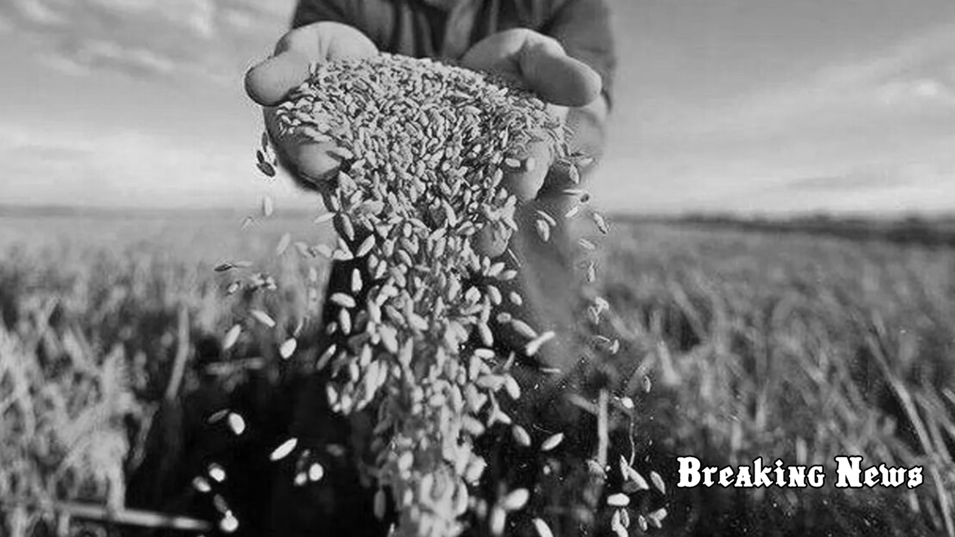 Польща, Угорщина та Словаччина введуть власні заборони на українське зерно
