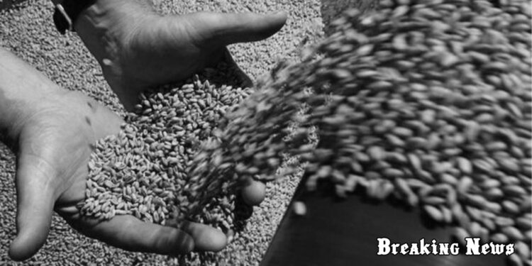 У порт Туреччини зайшло друге судно з українським зерном