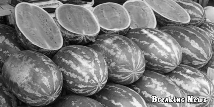 Через підрив Каховської ГЕС українці залишаться без херсонських кавунів та помідорів