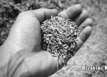 🌾 росія вивезла щонайменше 15 мільйонів тонн українського зерна з окупованих територій — Міненерго