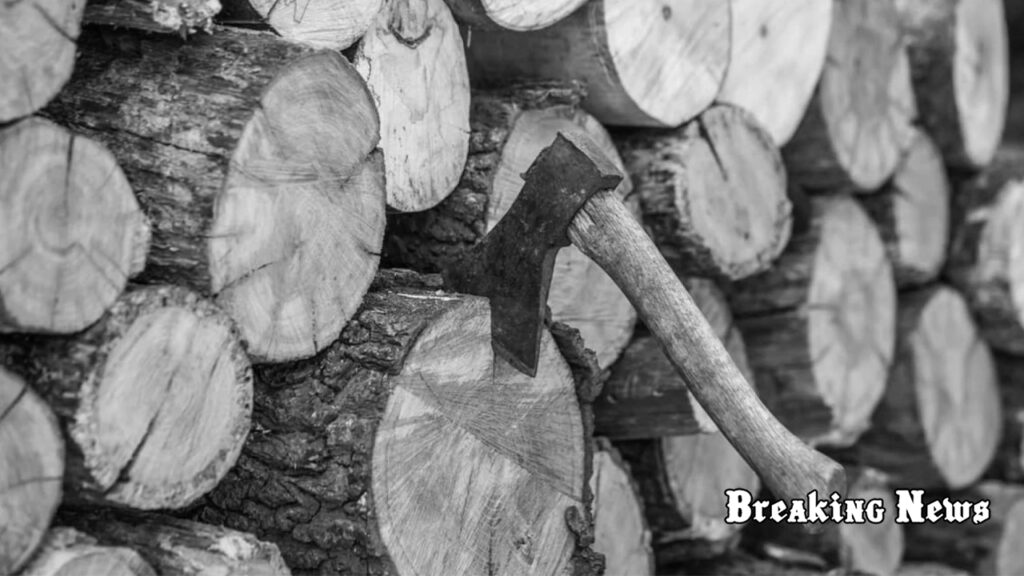 Зеленський відмовився підписувати закон про штрафи за зберігання дров без документів