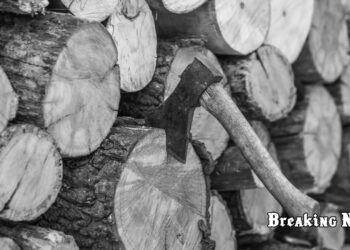 Зеленський відмовився підписувати закон про штрафи за зберігання дров без документів