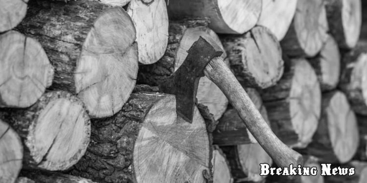 Зеленський відмовився підписувати закон про штрафи за зберігання дров без документів